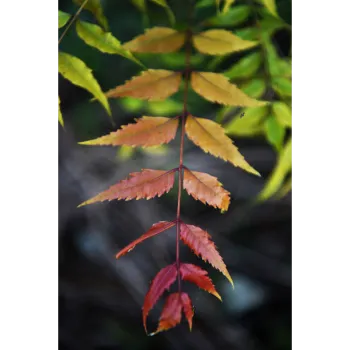 Natural Neem Tree